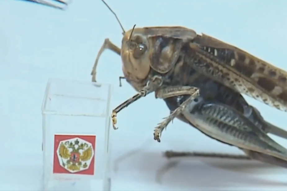 На гостелеканале «Россия 1» показали, как голосует мертвый кузнечик. Фото: Лентач / Telegram