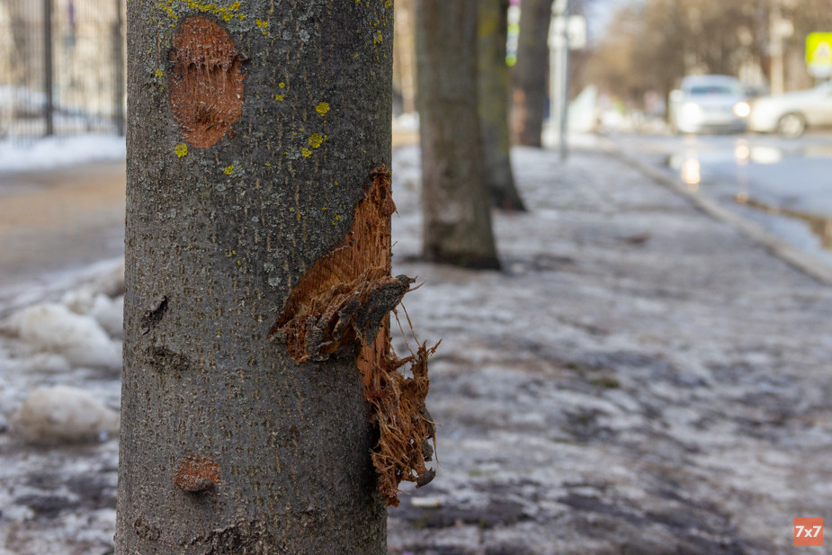 Повреждения на стволах из-за неаккуратной уборки зимой