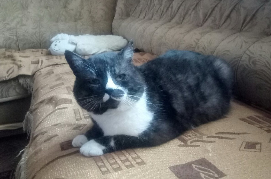 Кот Семён выжил после ранения 