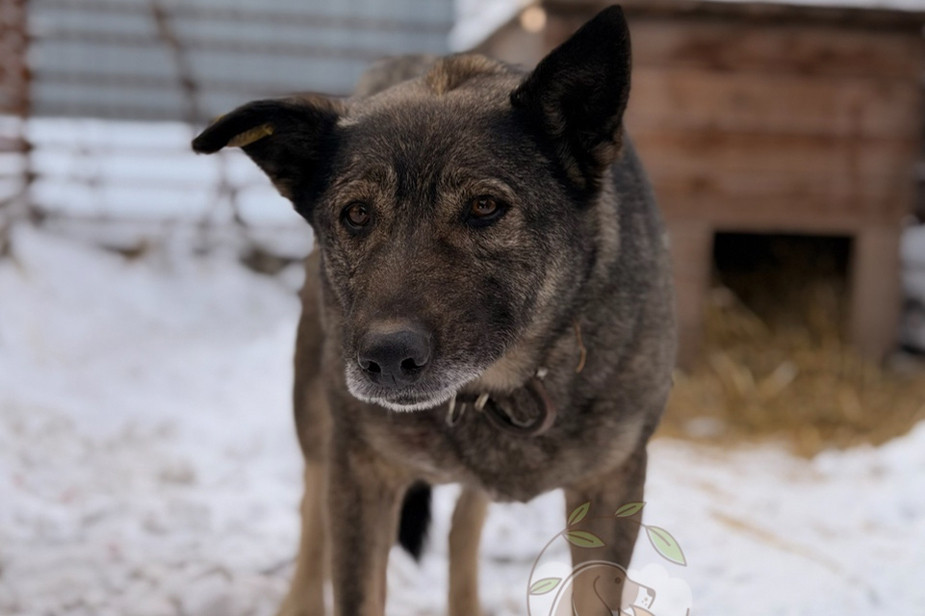 Боня в приюте. Фото: приют для животных «Того», Челябинск / VK