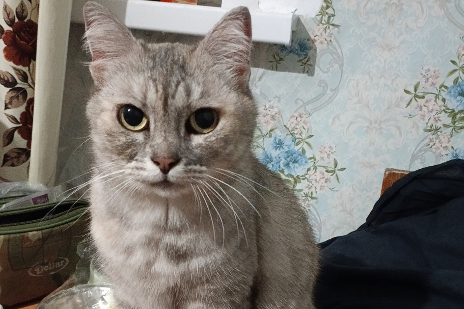 Мурёна — кошка Людмилы Ковалёвой