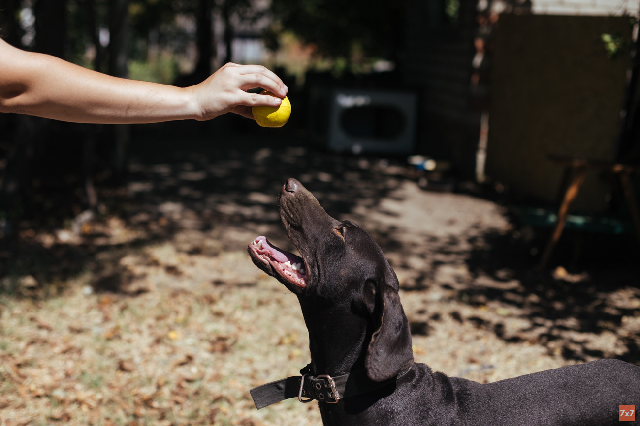 Графу около двух лет. Он живет у Люды полгода. Больших и взрослых собак редко забирают в семьи