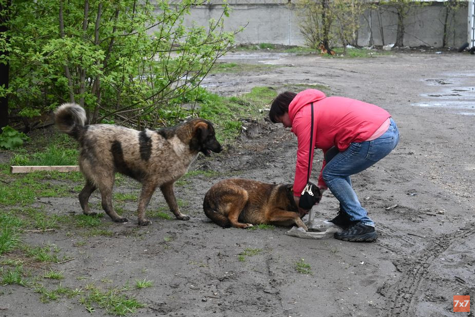 Наталья Дегтяренко ловит убежавших собак